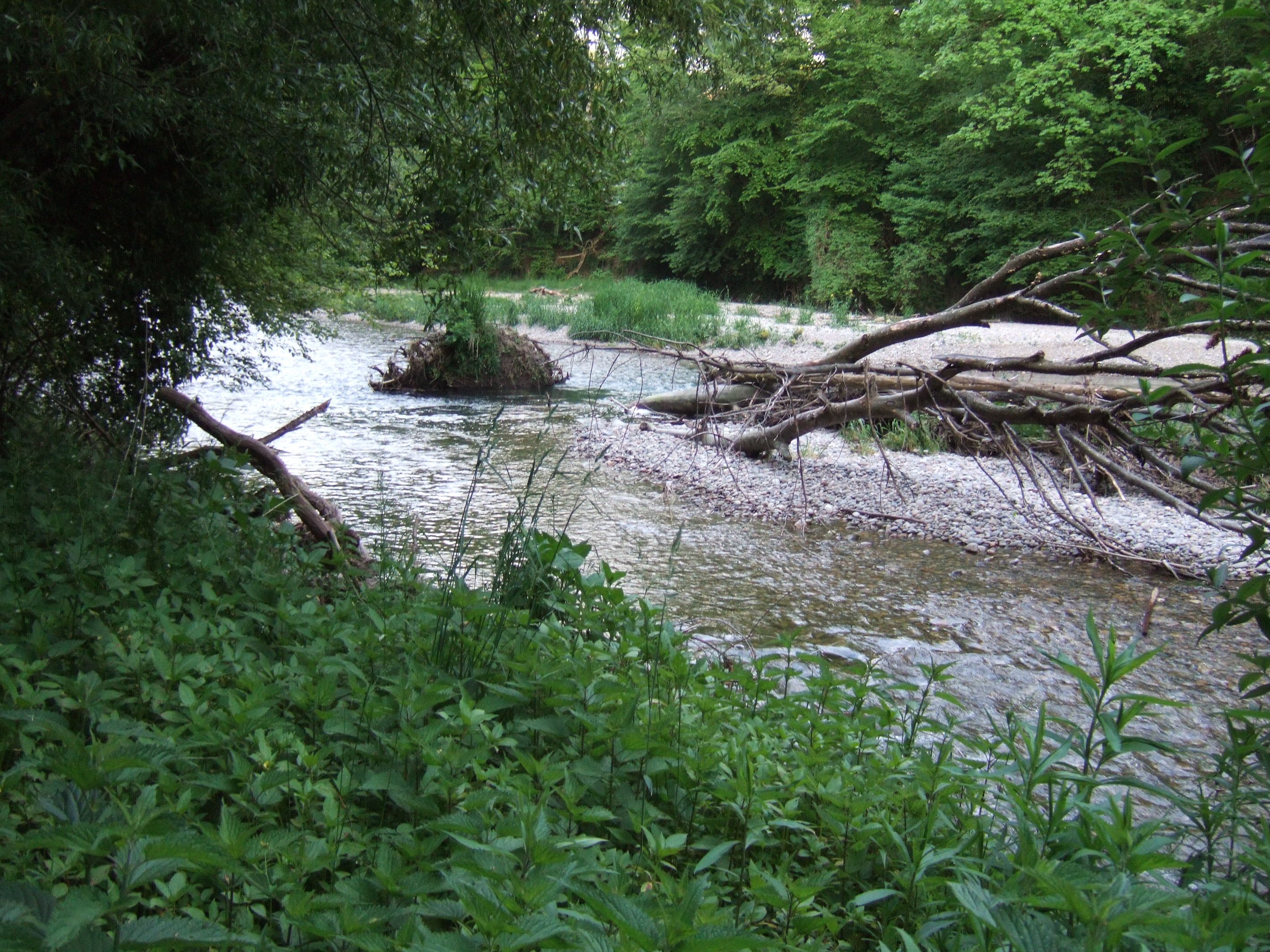 tösseindrücke - angeschwemmter baum 