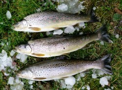 eröffnungdbeute 2016