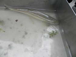 forelle in der reusenkontrolle