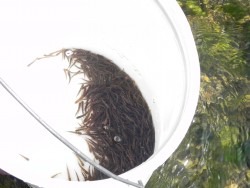 besatz vorsömmerlinge