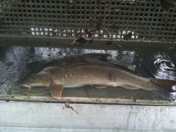 barbe im kontrollkorb