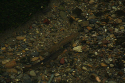 Forelle über der Laichgrube