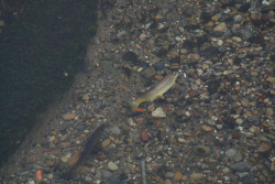 Forelle schlägt Laichgrube